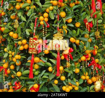 Un arbre orange mandarin avec des décorations et des symboles du nouvel an chinois Banque D'Images