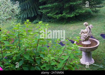 Vue de dessus de Hydrangea paniculata 'Ruby' arbuste et eau d'ange fontaine dans le jardin résidentiel en plein air en été Banque D'Images