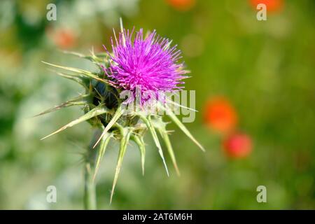 Gros plan d'une fleur de chardon en fleur, avec fond flou de champ sauvage Banque D'Images