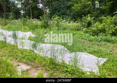 Jardin potager biologique de cour avec rangée d'asperges officinalis - plantes asperges plus deux rangées de plantes comestibles mixtes recouvert de tissu Banque D'Images