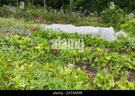 Des rangées de plantes végétales à feuilles, y compris des verts asiatiques avec un rangée recouverte de tissu flottant pour protéger contre les insectes dans jardin biologique d'arrière-cour Banque D'Images