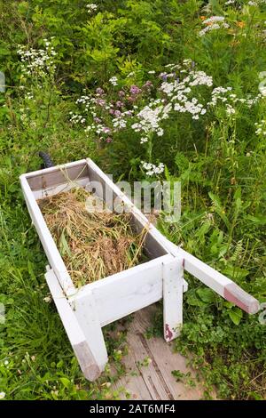 Brouette blanche remplie de mauvaises herbes pour le compostage, plus Achillea millefolium blanc - Arrow, Origanum vulgare hirtum - herbe grecque pourpre d'origan Banque D'Images