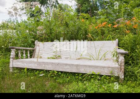 Ancien banc en bois peint blanc bordé de vivace mixte Plantes y compris Hemerocallis orange - Daylyly et Leucanthemum vulgare blanc Banque D'Images