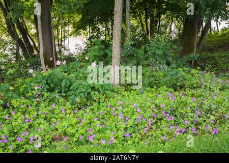 Géranium 'Johnson's Blue' - Cranesbill, Anemone hupehensis 'Deptember Charm' - fleurs des vents en bordure dans un jardin incliné en été Banque D'Images