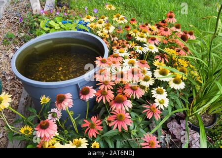 Echinacea mixte - Coneflowers y compris le purpurea 'White Lustre' - en croissance à côté du seau d'eau de pluie recueillie dans le jardin de l'arrière-cour en été Banque D'Images