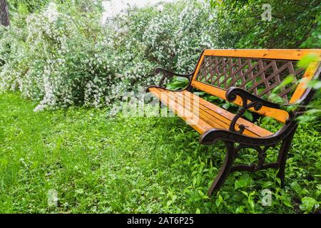 Fleurs blanches Spiraea × vanhouttei - Bridalwreath Spirea arbustes et bois ancien et banc de table en fonte dans le jardin de cour avant au printemps. Banque D'Images