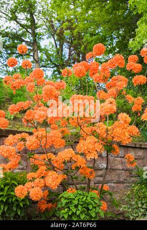 Arbuste 'Mandarin Lights' de Rhododendron dans la bordure de mur en pierre relevée à l'intérieur jardin à la fin du printemps Banque D'Images