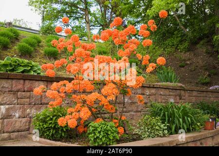 Arbuste 'Mandarin Lights' de Rhododendron dans la bordure de mur en pierre relevée à l'intérieur jardin à la fin du printemps Banque D'Images