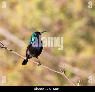 Le mâle palestinien sunbird (Cinnyris osea) chantant au parc, Beer Sheva, Israël Banque D'Images