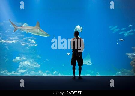 Homme observant un requin et la vie marine à travers une fenêtre d'observation en verre dans l'aquarium Shark World au parc marin de l'observatoire sous-marin d'Eilat sur la mer Rouge Banque D'Images