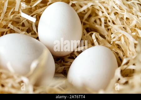 Trois œufs de poule blanche couchée dans le nid de paille. Ferme biologique naturel. Les œufs de poule lumineux baigné de soleil du matin Banque D'Images