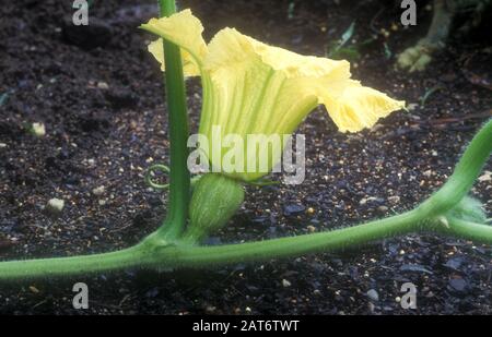 FLEUR FEMELLE D'UN CITROUIL BUTTERNUT (CUCURBITA MOSCHATA) CUCURBITACEAE E Banque D'Images