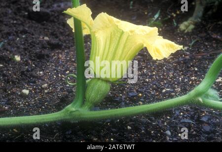 FLEUR FEMELLE D'UNE CITROUILLE DE BUTTERNUT (CUCURBITA MOSCHATA) CUCURBITACEAE Banque D'Images