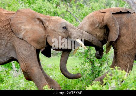 Gros plan de deux jeunes éléphants de taureaux testant leur force. Parc National De Tsavo East Au Kenya. (Loxodonta africana) Banque D'Images