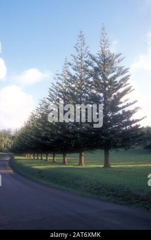 PINS DE L'ÎLE NORFOLK (ARAUCARIA HETEROPHYLLA) AUX CÔTÉS DE LA CHAUSSÉE, ÎLE NORFOLK, NOUVELLE-GALLES DU SUD, AUSTRALIE Banque D'Images