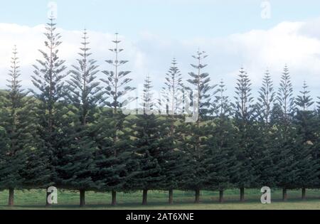 RANGÉE DE PINS DE L'ÎLE NORFOLK (ARAUCARIA HETEROPHYLLA) ENDÉMIQUE DE L'ÎLE NORFOLK, NOUVELLE-GALLES DU SUD, AUSTRALIE, PETITE ÎLE DE L'OCÉAN PACIFIQUE. Banque D'Images