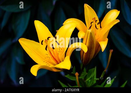 Photographie DOF Peu Profonde de la fleur de lys jaune Banque D'Images