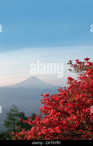 Mt. Les fleurs d'azalées et Fuji Banque D'Images