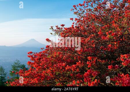 Mt. Les fleurs d'azalées et Fuji Banque D'Images