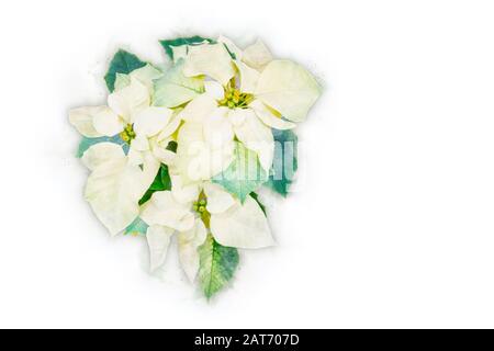 Groupe blanc, poinsettia (Euphorbia pulcherrima) de trois fleurs jaune pâle avec feuilles vertes sur fond blanc. Banque D'Images