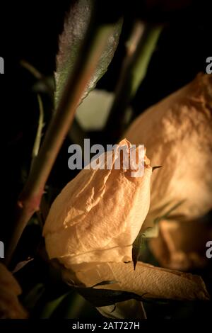 fleurs de rose jaune fanées. Fleur sèche en fondu Banque D'Images