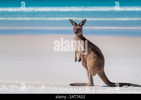 Kangourou Juvénile Sur La Plage De Lucky Bay, Parc National Du Cap Le Grand, Esperance, Australie Occidentale Banque D'Images