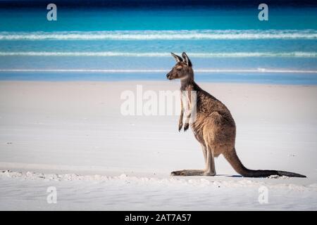 Kangourou juvénile sur la plage de Lucky Bay, parc national du Cap le Grand, Esperance, Australie occidentale - vue latérale Banque D'Images