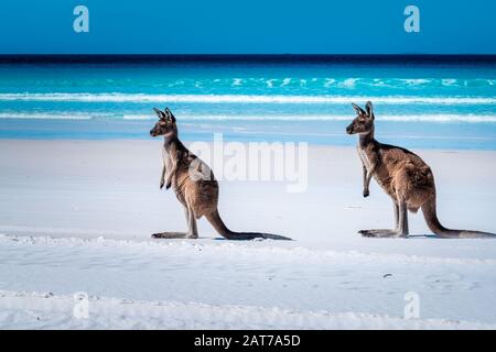 Kangourous sur la plage à côté du surf à Lucky Bay, parc national du Cap le Grand, Esperance, Australie occidentale Banque D'Images