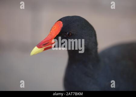 Un gros plan d'un marais australien Hen (Porphyrio) dans une réserve naturelle Banque D'Images