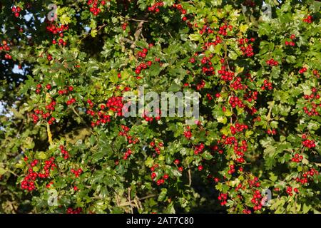 Une grande haie de l'aubépine Crataegus monogyna montrant les baies rouges vives à la lumière du soleil du matin Banque D'Images