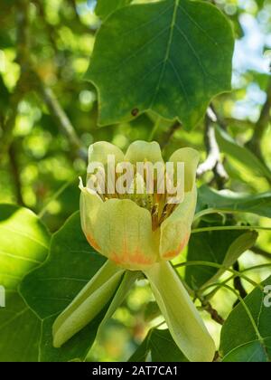 Un gros plan d'une seule fleur jaune de l'arbre tulipe Liriodendron tulipifera Banque D'Images