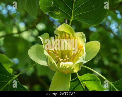 Un gros plan d'une seule fleur jaune de l'arbre tulipe Liriodendron tulipifera Banque D'Images