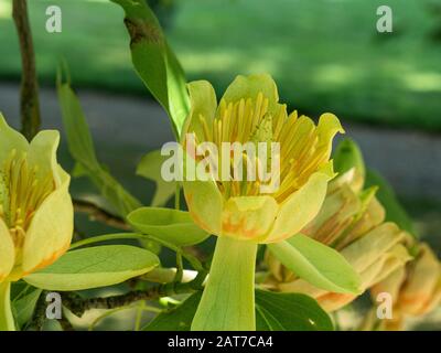 Un gros plan d'une seule fleur jaune de l'arbre tulipe Liriodendron tulipifera Banque D'Images