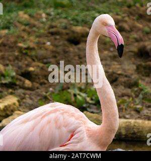 Flamants roses montrant qu'il est beau plumage Banque D'Images