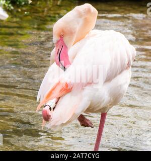 Flamants roses montrant qu'il est beau plumage Banque D'Images