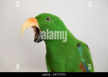 Perroquet mâle vert eclectus captif (Eclectus roratus) bâillant avec bec large ouvert Banque D'Images