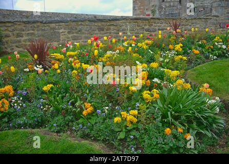 Différentes plantes fleurantes sur pelouse et mur de pierre derrière Banque D'Images