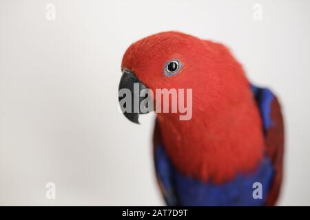 Race captive femelle rouge et bleu eclectus perroquet (Eclectus roratus) regardant la caméra Banque D'Images