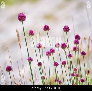 Poireau à tête ronde Allium sphaerocephalum oignon Bristol ou une plante très rare que l'on trouve uniquement sur les falaises de calcaire de la UK Bristol Avon Gorge Banque D'Images