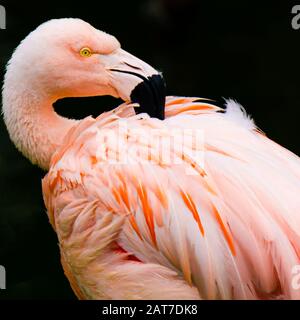 Flamants roses montrant qu'il est beau plumage Banque D'Images