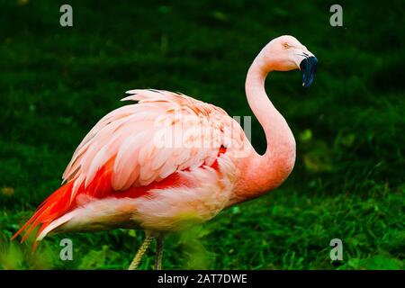 Flamants roses montrant qu'il est beau plumage Banque D'Images