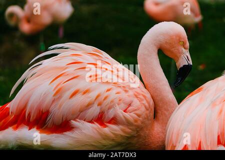 Flamants roses montrant qu'il est beau plumage Banque D'Images