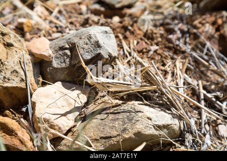 Sauterelle à tête conique brune bien camouflée (Acrida ungarica) sur une pierre, entourée d'herbe sèche, Namibie, Afrique Banque D'Images