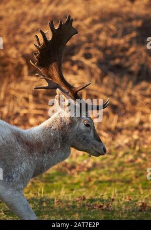 Laissez le cerf cerf Dama Dama Dama Dama à la fin de l'été à Ashton court Bristol UK Banque D'Images