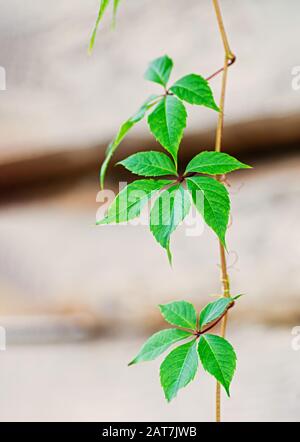 Feuilles vertes de raisin décoratif, Parthenocissus sur un fond de mur en bois. Cadre vertical. Gros plan. Banque D'Images