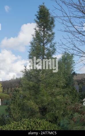 Hiver Foliage d'un arbre de pin-parapluie japonais Evergreen (Sciadopitys verticillata) dans un jardin dans le Devon rural, Angleterre, Royaume-Uni Banque D'Images