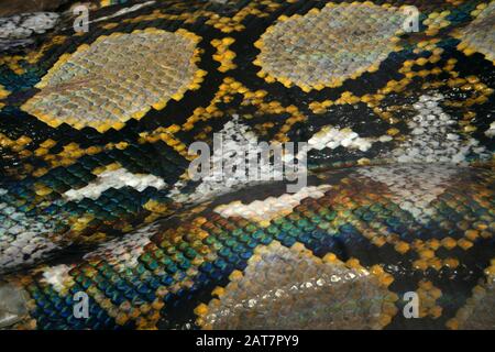 Peau de Python réticulé (Malayopython réticulatus) en détail Banque D'Images