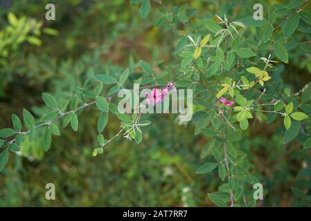 Fleurs violettes et feuillage frais de Lespedeza bicolor arbuste Banque D'Images