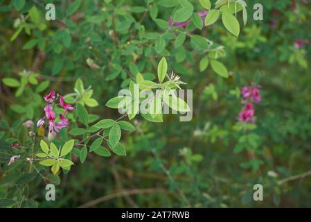 Fleurs violettes et feuillage frais de Lespedeza bicolor arbuste Banque D'Images