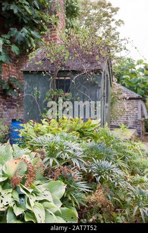 Un vieux hangar en bois surcultivé et recouvert de plantes. Banque D'Images